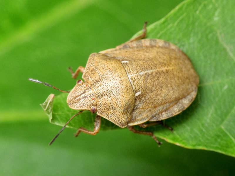 Eurygaster testudinaria (Geoffroy, 1785)